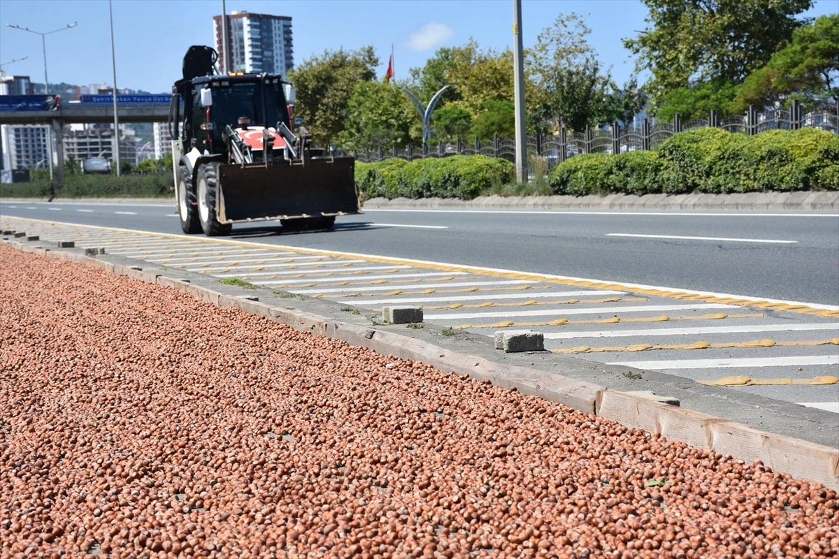 Karadeniz Sahil Yolu fındık harmanlarıyla süslendi