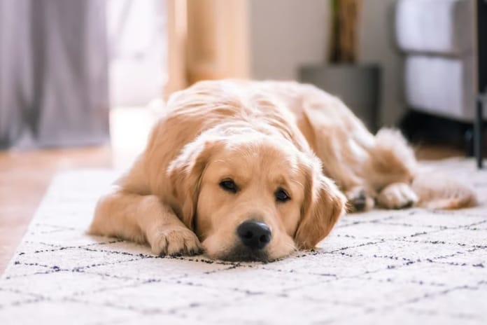 Dünya Hayvanları Koruma Günü ne zaman? Dünya Hayvanları Koruma Günü anlamı ve tarihçesi nedir?