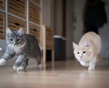 İstanbul'da bir ilk: Anlaşmalı boşanma protokolüne kedi velayeti ve bakım ücreti girdi