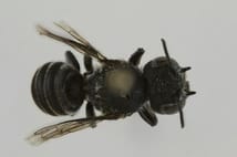 Avustralya’da ‘Lucifer’ adı verilen gizemli arı türü bulundu