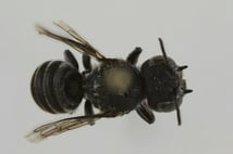 Avustralya’da ‘Lucifer’ adı verilen gizemli arı türü bulundu