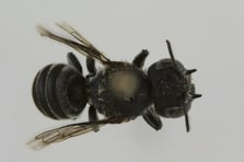 Avustralya’da ‘Lucifer’ adı verilen gizemli arı türü bulundu