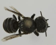 Avustralya’da ‘Lucifer’ adı verilen gizemli arı türü bulundu