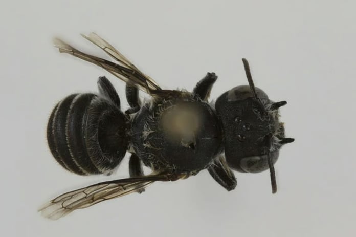 Avustralya’da ‘Lucifer’ adı verilen gizemli arı türü bulundu