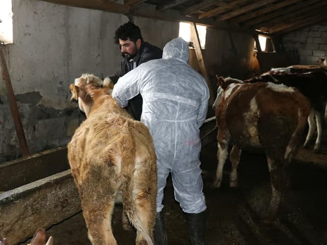 Tarım Bakanlığı: Şap'ta ikinci tur aşı başladı