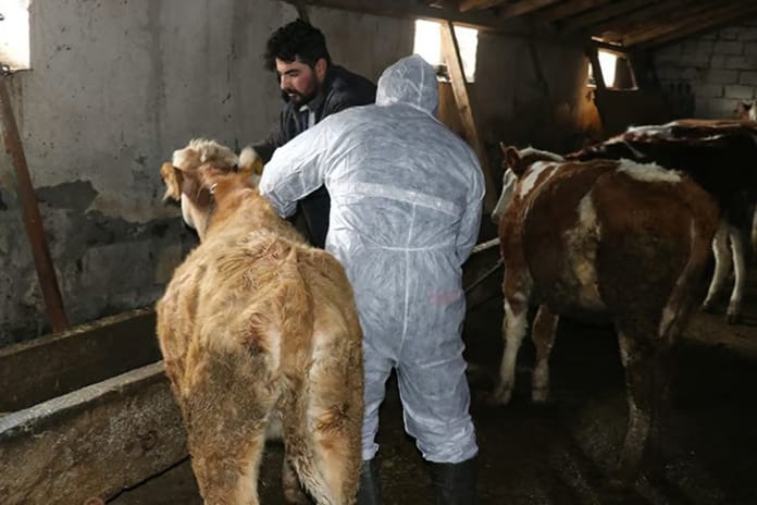 Şap hastalığıyla mücadelede kritik eşik: Aşılama oranı yüzde 92'ye ulaştı