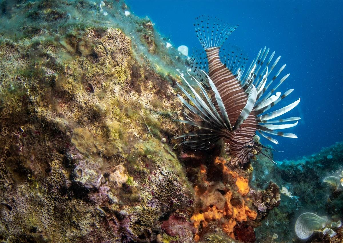 Denizin altındaki dünya Karaburun'da keşfediliyor