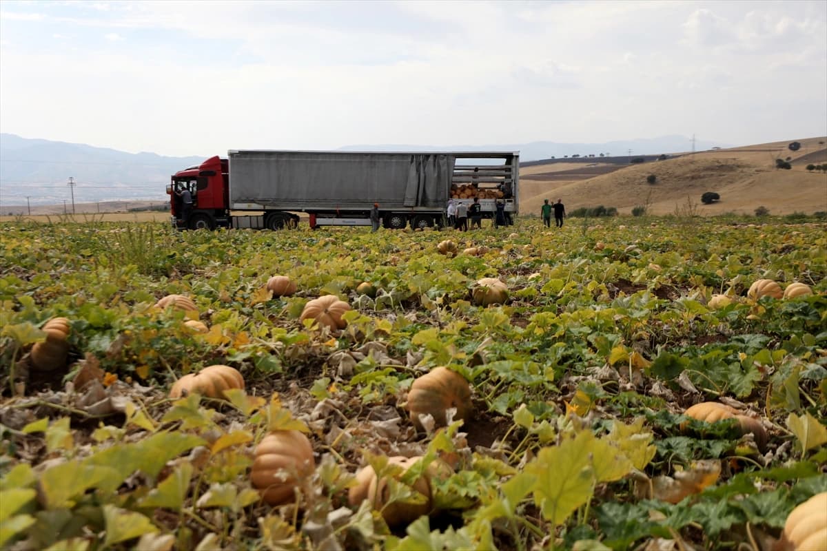 Deneme amaçlı dikildi, şimdi ihraç ürünü