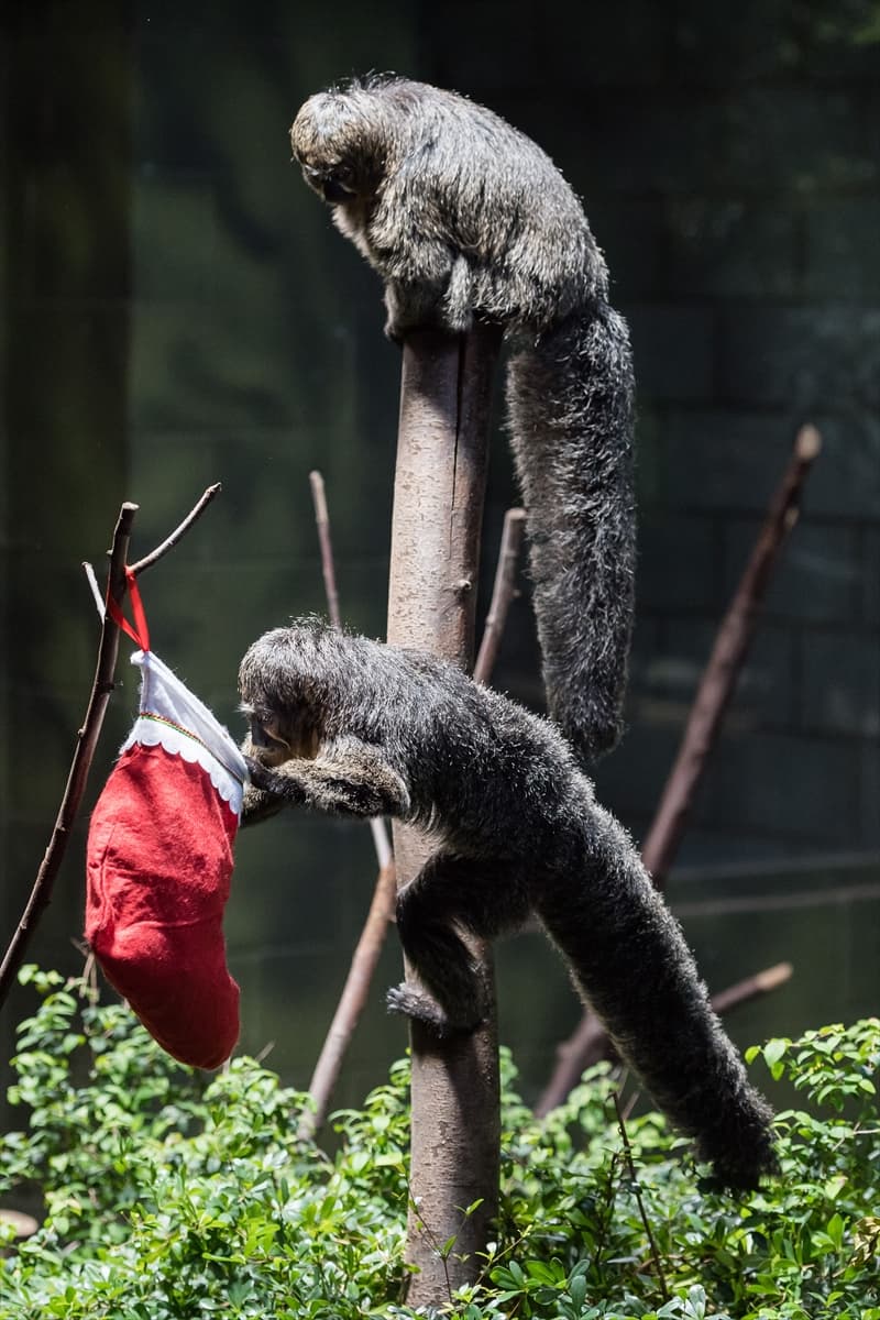 London Zoo’da maymunlara Noel sürprizi