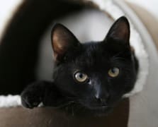 İspanya'nın Terrassa kasabasında cadılar bayramında kara kedi sahiplenmek yasaklandı