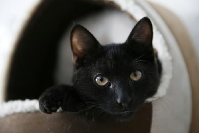 İspanya'nın Terrassa kasabasında cadılar bayramında kara kedi sahiplenmek yasaklandı