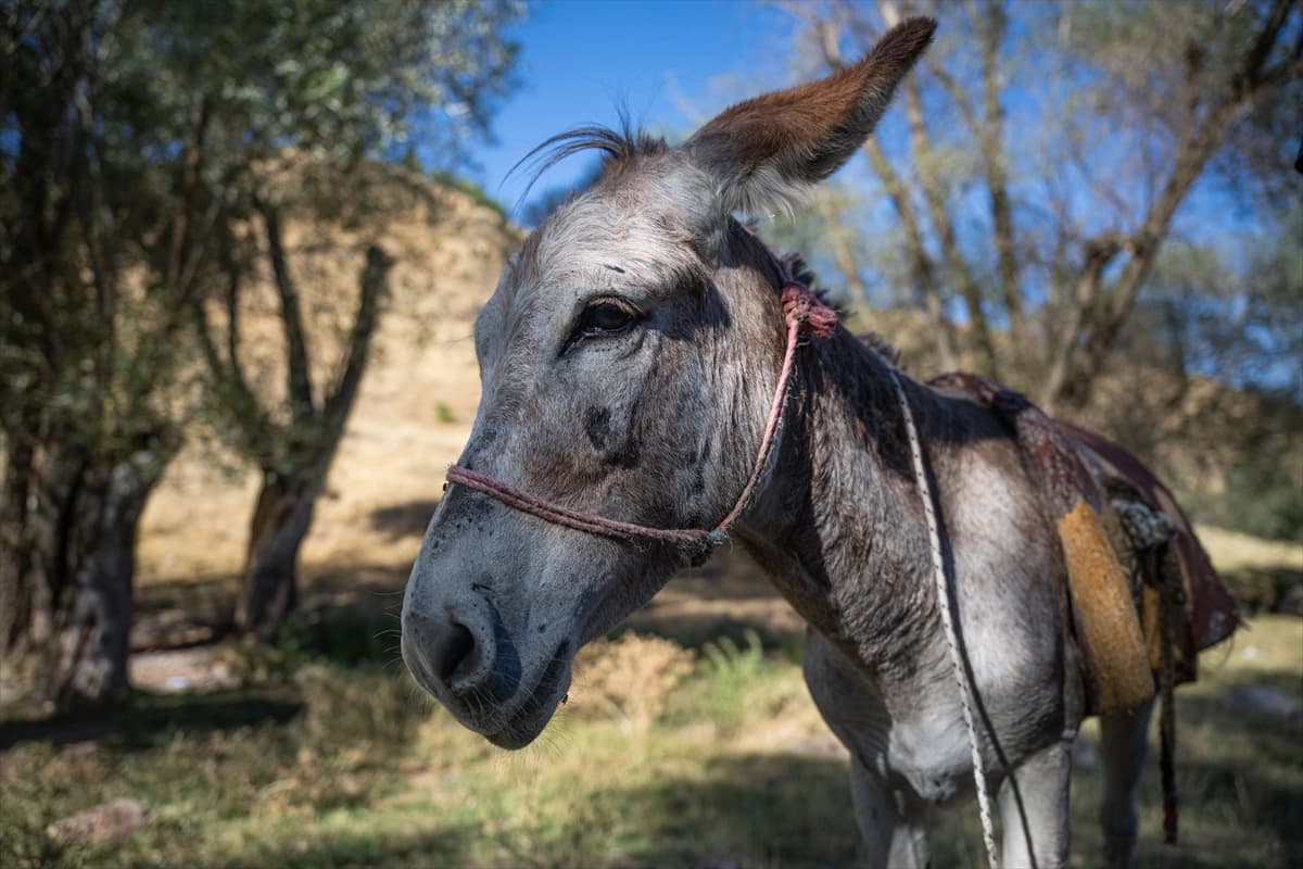 Yediemin otoparkına çekilmişti: Sahibi Kadife eşeğe kavuşmanın sevincini yaşıyor
