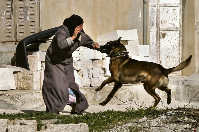 Filistinli kadın esirlere İsrail hapishanesinde işkence: Köpeklerle saldırdılar