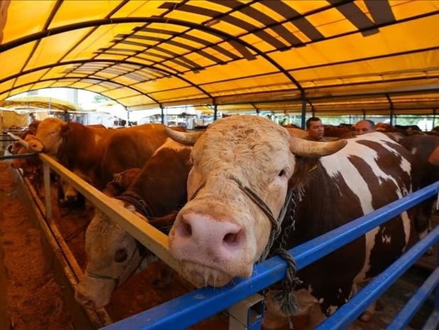 Kırgızistan'da et ihracatına 6 ay süreyle yasak geldi