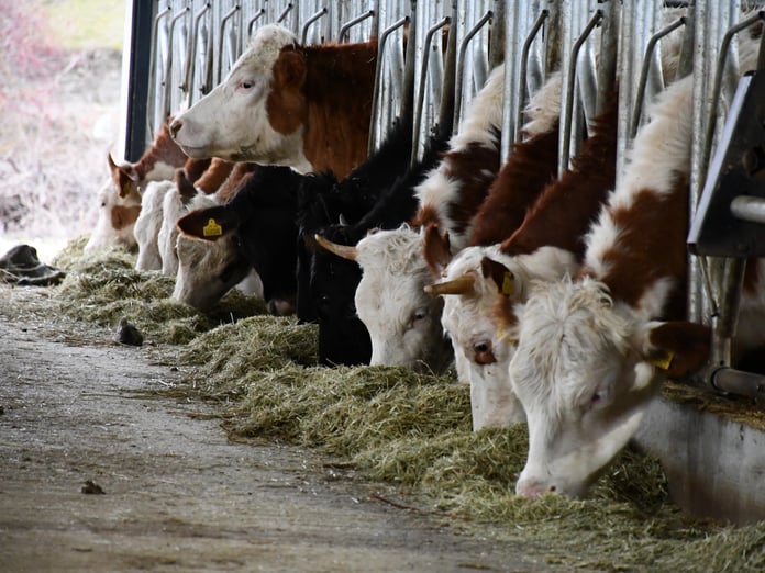 Kurban Bayramı'nda 3.35 milyon kurbanlık kesilmesi bekleniyor