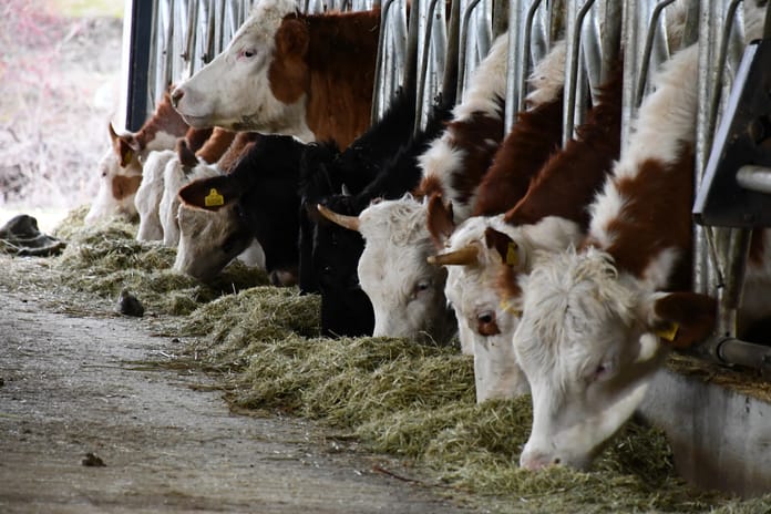 Kurban Bayramı'nda 3.35 milyon kurbanlık kesilmesi bekleniyor