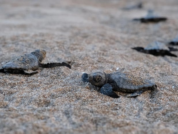 Çevre, Şehircilik ve İklim Değişikliği Bakanlığı'ndan yaban hayatına destek