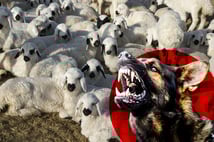 Şanlıurfa'da başıboş köpekler 33 kuzuyu telef etti