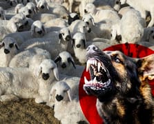 Şanlıurfa'da başıboş köpekler 33 kuzuyu telef etti