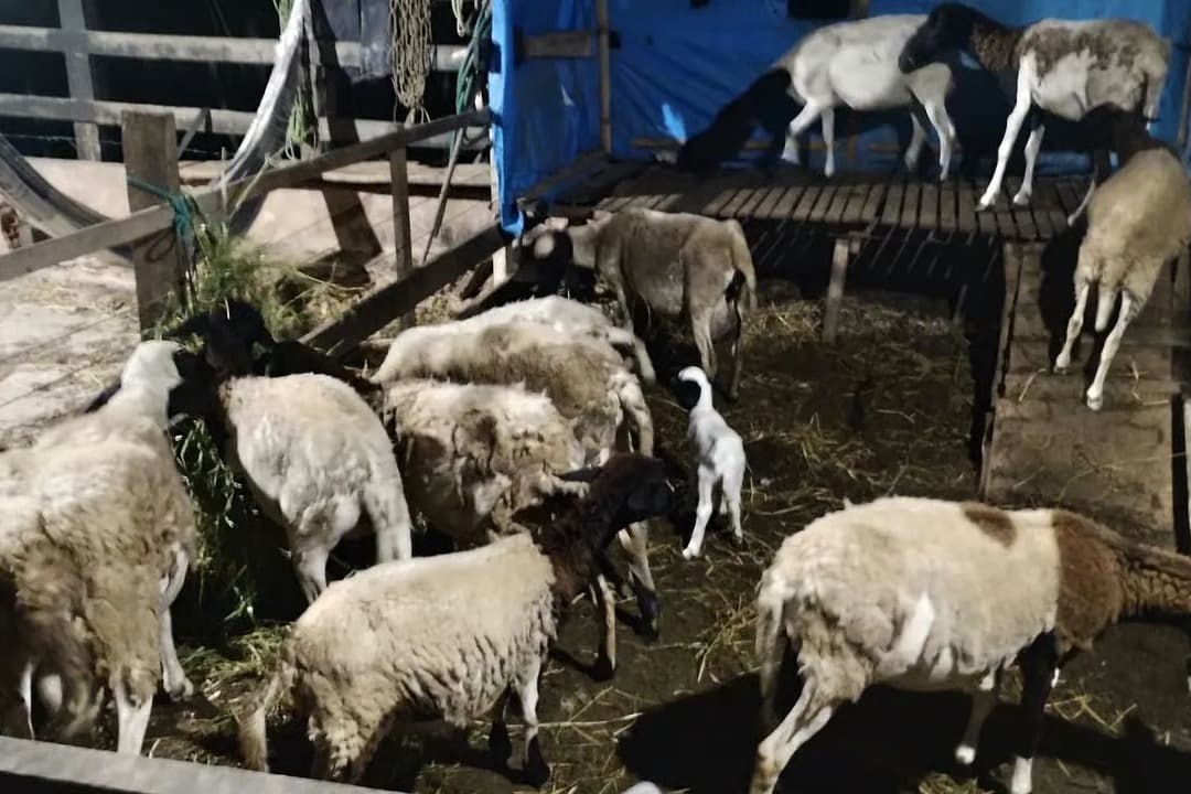 Yunanistan'da binlerce küçükbaş itlaf edildi