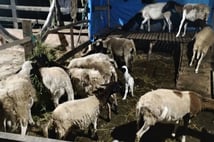 Yunanistan'da küçükbaş hayvanlar arasında çiçek salgını yayılıyor