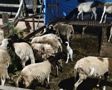 Yunanistan'da küçükbaş hayvanlar arasında çiçek salgını yayılıyor