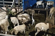 Yunanistan'da küçükbaş hayvanlar arasında çiçek salgını yayılıyor