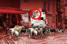 Van'da başıboş köpek dehşeti: 11 yaşındaki çocuk servis şoförü sayesinde kurtuldu