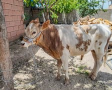 3 aylıkken ahırdan kaçan buzağı 9 ay sonra bulundu