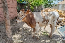 3 aylıkken ahırdan kaçan buzağı 9 ay sonra bulundu