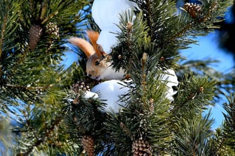 Kars ormanlarında kar ve yaban hayatı buluştu
