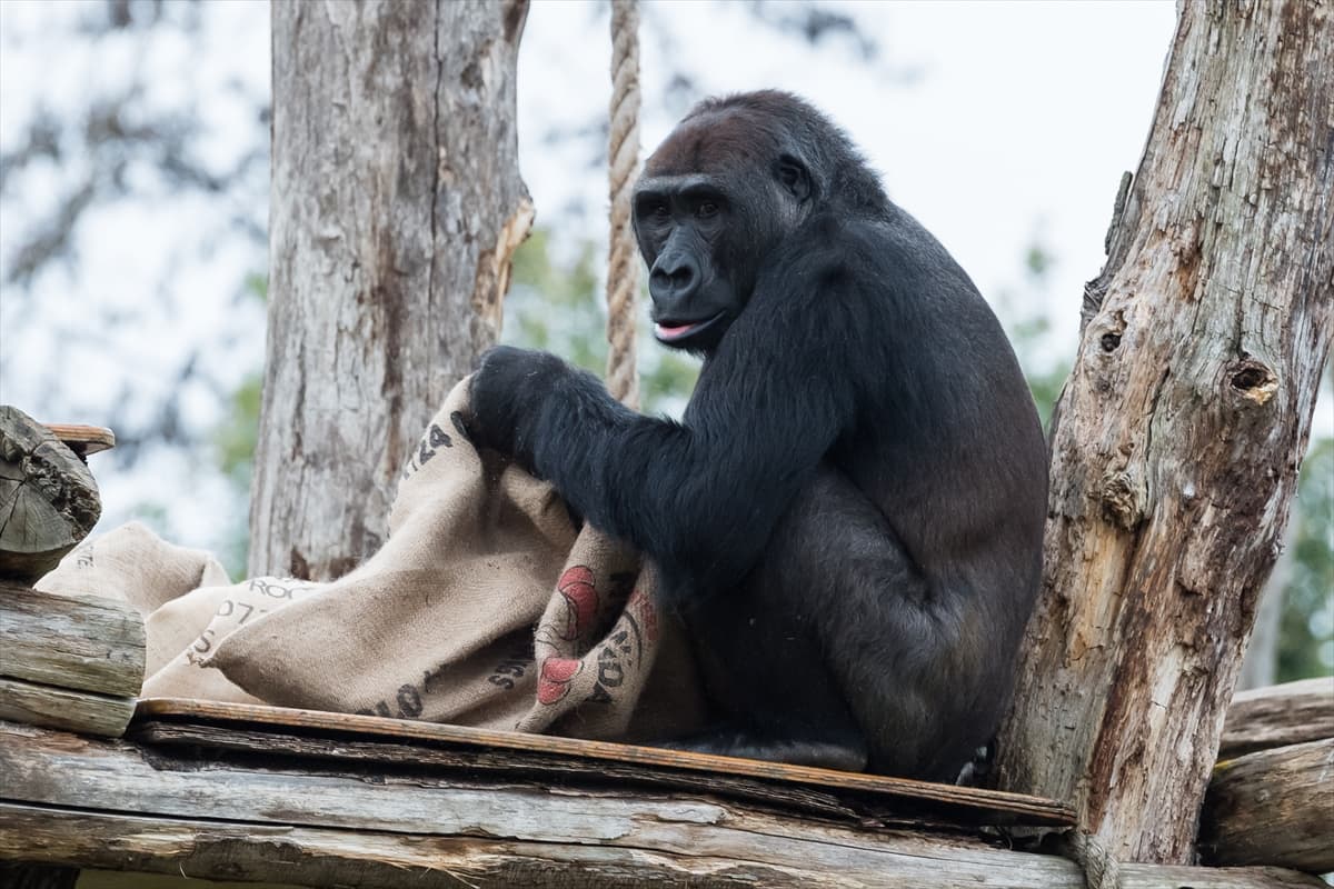 London Zoo’da maymunlara Noel sürprizi
