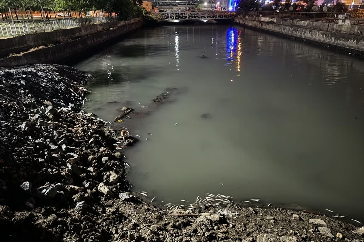 Bakırköy Çırpıcı Deresi'nde binlerce balık ölü bulundu
