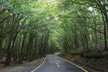 Ülke genelinde 47 ilde ormanlara giriş yasaklandı