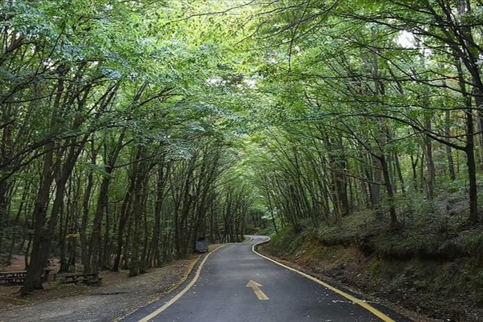 Ülke genelinde 47 ilde ormanlara giriş yasaklandı