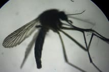 ABD'de etçil larva tehdidine karşı sinek operasyonu