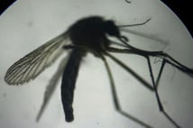 ABD'de etçil larva tehdidine karşı sinek operasyonu