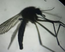 ABD'de etçil larva tehdidine karşı sinek operasyonu