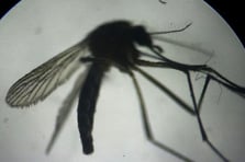 ABD'de etçil larva tehdidine karşı sinek operasyonu