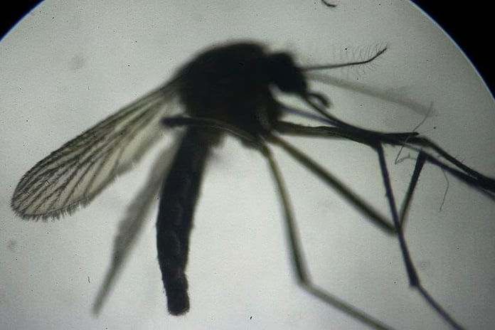 ABD'de etçil larva tehdidine karşı sinek operasyonu