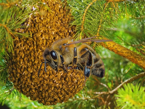 ABD'deki Savannah River nükleer tesisinde radyoaktif arı yuvası tespit edildi