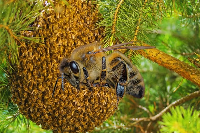 ABD'deki Savannah River nükleer tesisinde radyoaktif arı yuvası tespit edildi