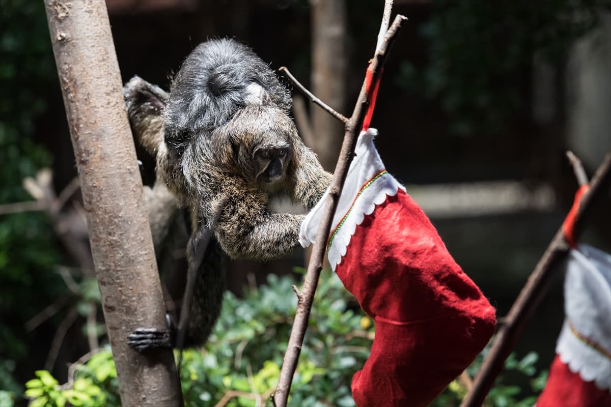 London Zoo’da maymunlara Noel sürprizi
