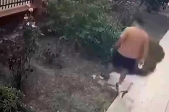 Köpeğini gezdiren şahıs, yavrularıyla birlikte duran kediye tekme attı