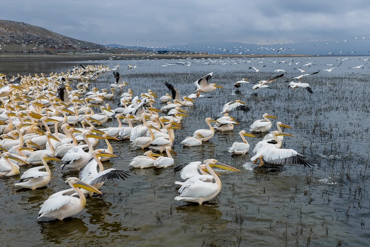 Ak pelikanlardan göç yolculuğuna kısa bir mola