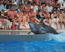 Kanada'da bir eğlence parkı balinaları öldürmeye hazırlanıyor