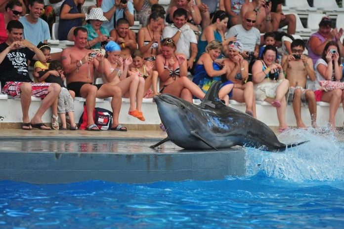 Kanada'da bir eğlence parkı balinaları öldürmeye hazırlanıyor