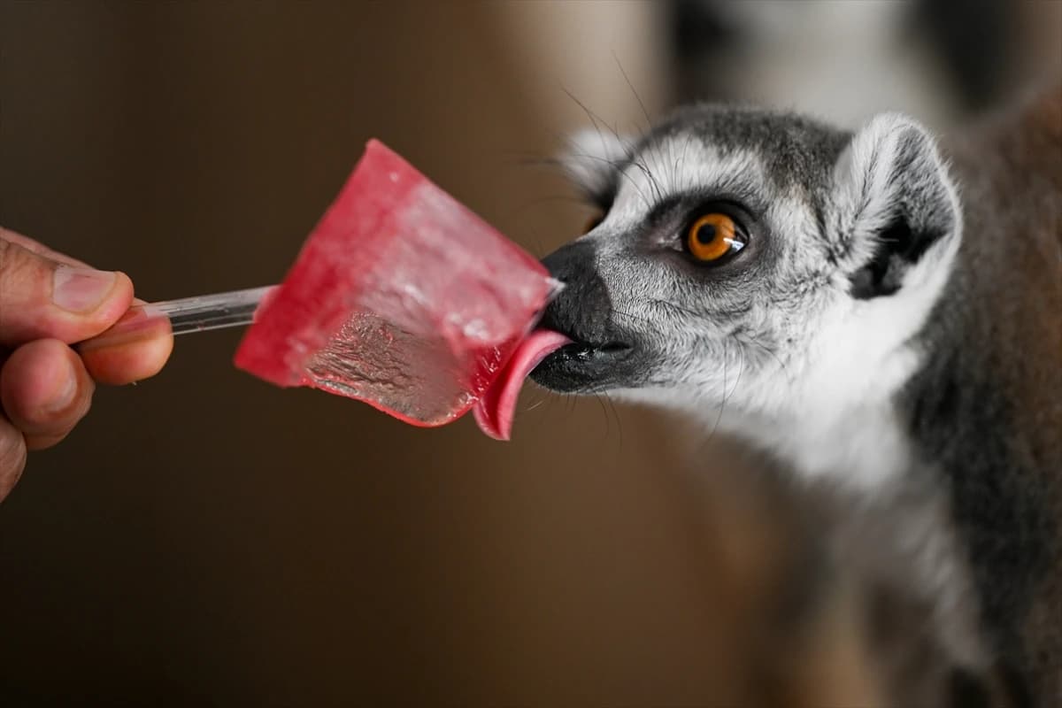 Gaziantep Hayvanat Bahçesi sakinlerine buzlu ziyafet
