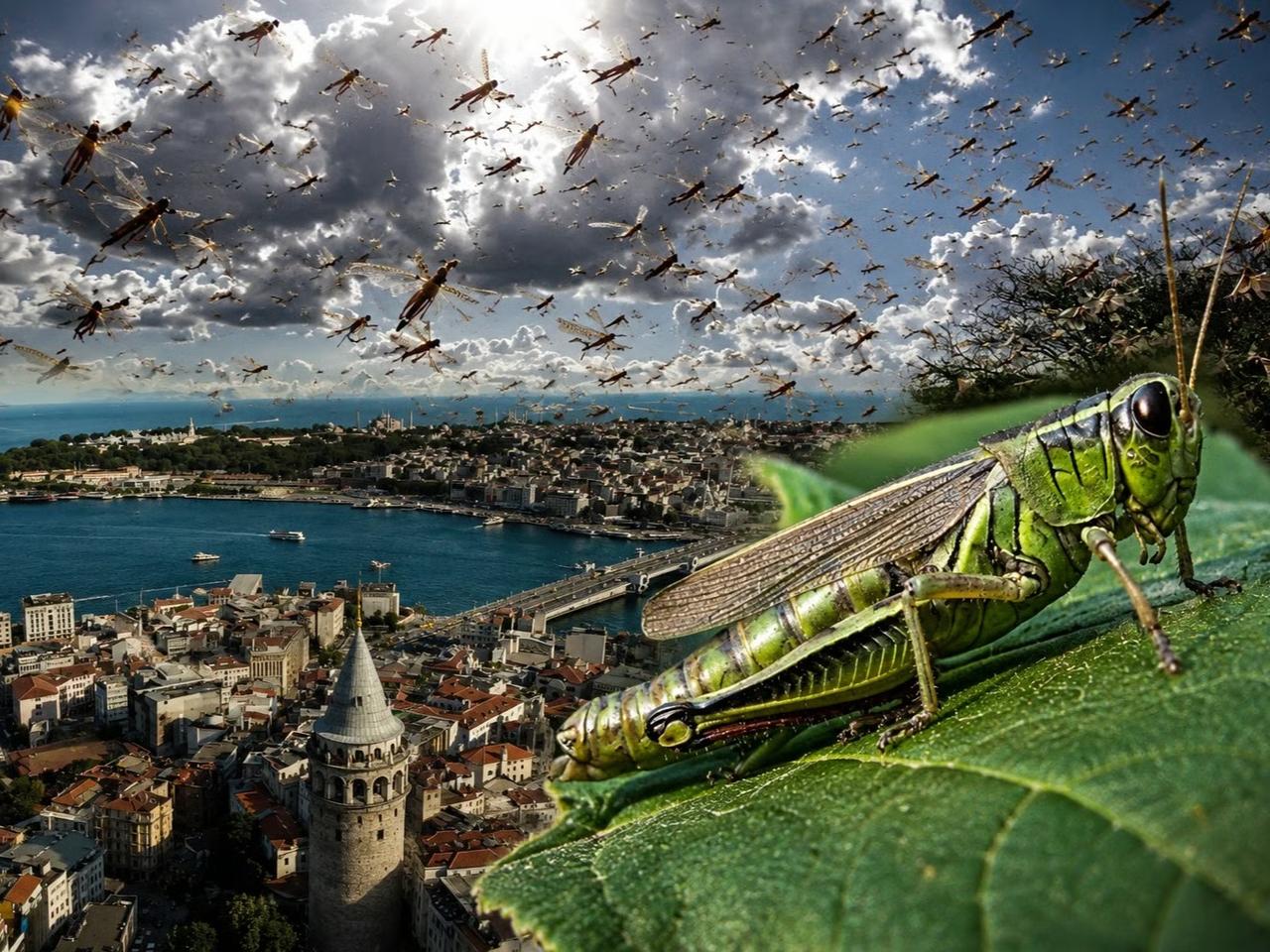 İstanbul'da dev çekirge alarmı