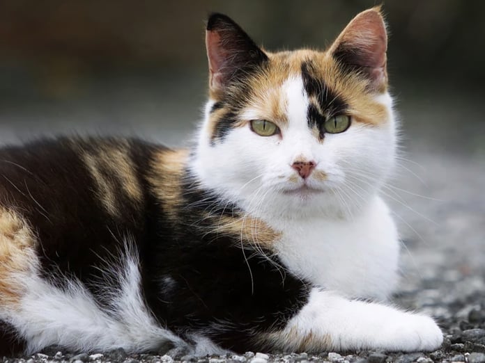 Yeni Zelanda hükümeti 2050'ye kadar 2,5 milyon kedinin öldürülmesini planlıyor